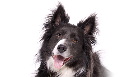 Collie Collie